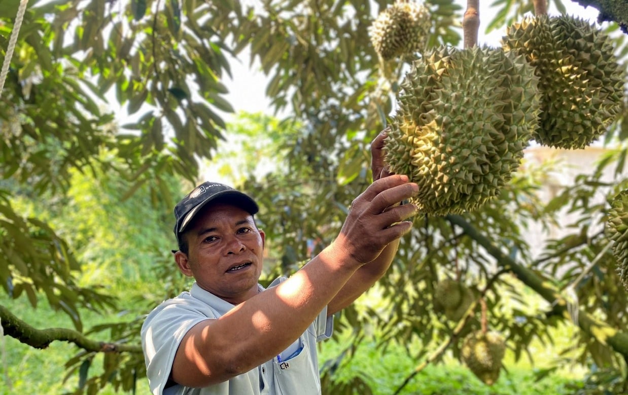 India is expected to open its market to Vietnamese durian imports this July. Photo: VAN. India is expected to open its market to Vietnamese durian imports this July. Photo: VAN.