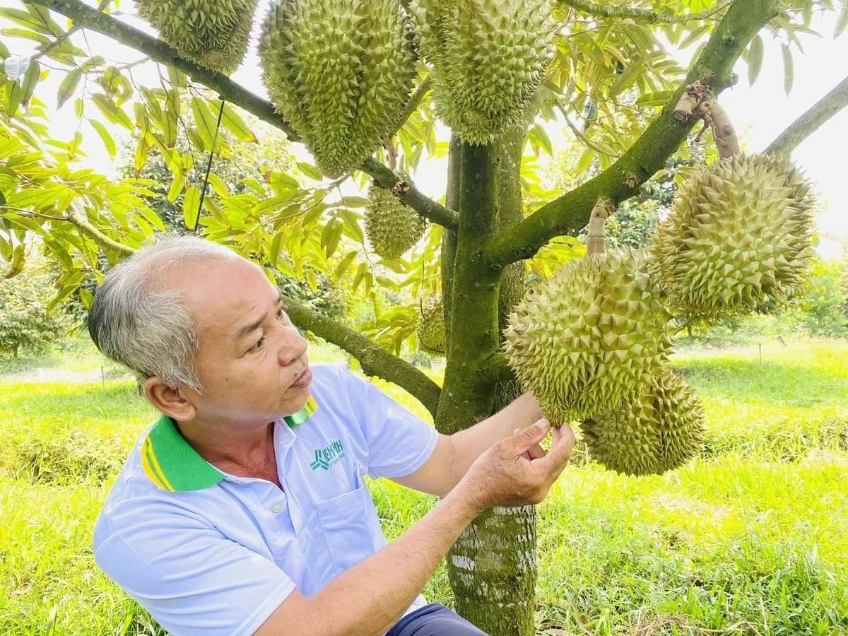In Q1 2026 alone, Vietnam’s durian exports reached approximately $ 221.7 million, up 230% compared to the same period in 2025. Photo: LHV.