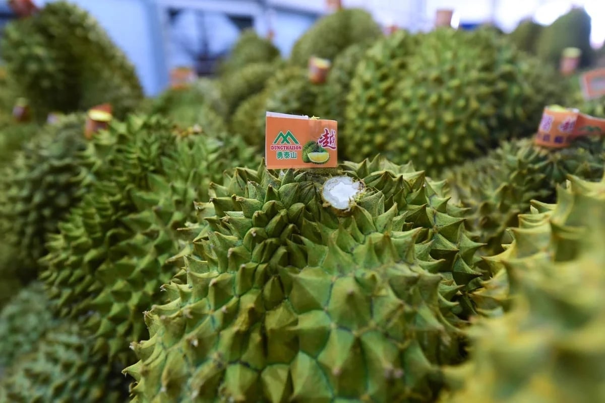 Durian is a high-value agricultural product. Photo: Tung Dinh.