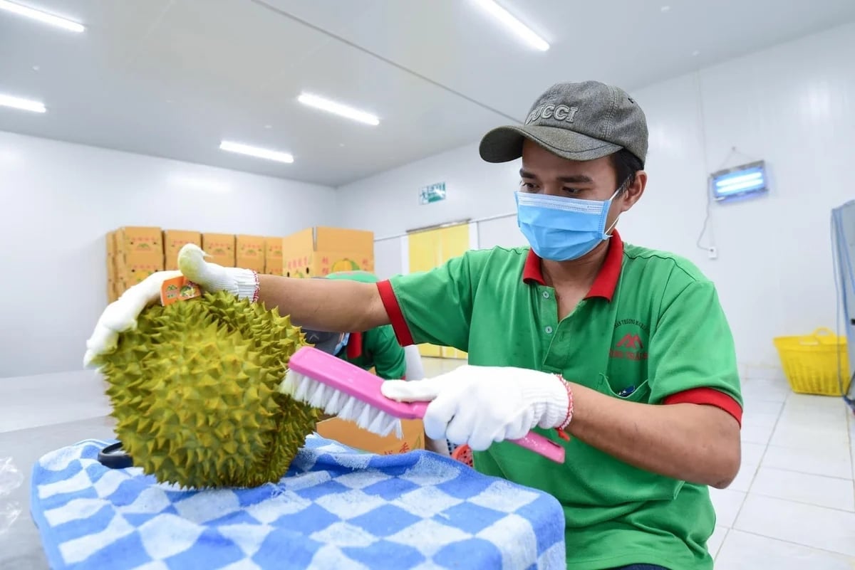 Durian exports in early 2026 have shown many bright spots. Photo: Tung Dinh.