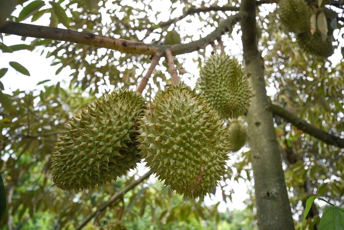 Durian quality is the foundation for sustainable development. Photo: Tung Dinh.