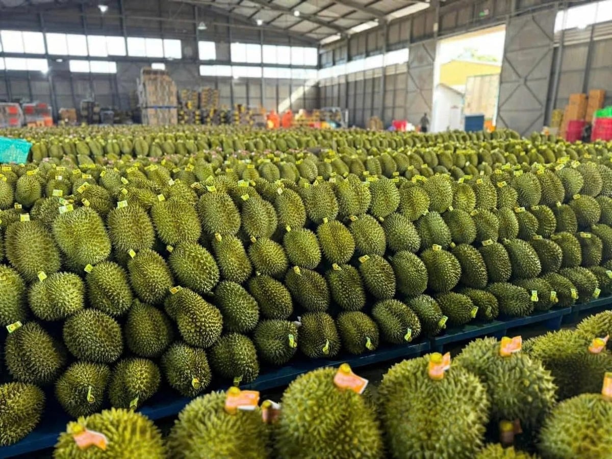 The agriculture sector is expanding its testing laboratory network to meet export demand. Photo: Tran Tho.