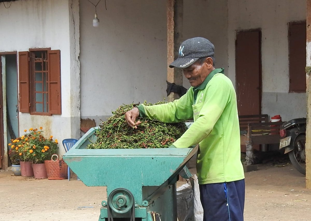 Farmers process freshly harvested pepper. Photo: Son Trang. Farmers process freshly harvested pepper. Photo: Son Trang.