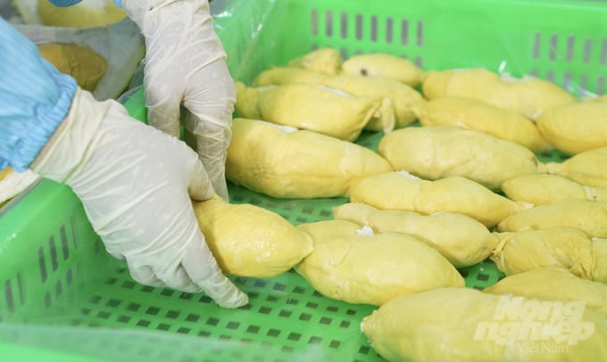 Durian exports have surged despite the sector not yet entering the peak harvest season. Durian exports have surged despite the sector not yet entering the peak harvest season.