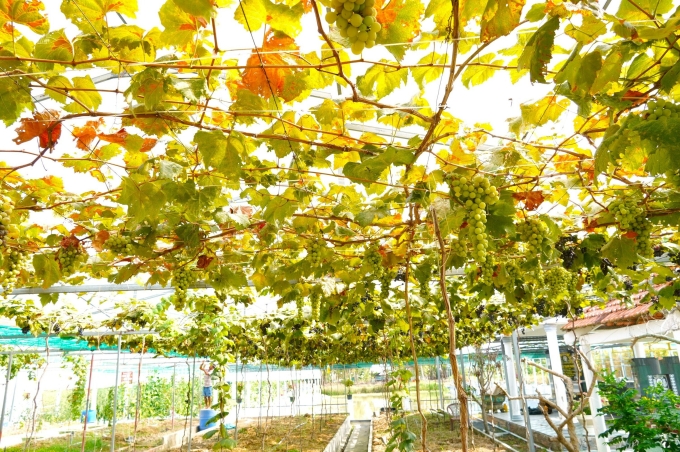 A vineyard with many highly effective varieties is being planted by Ms. Tran Phuong Thao in Ca Mau. Photo: Chuc Ly