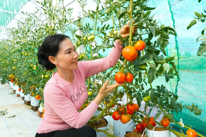 The vining tomato varieties that Ms. Thao tested had high yields. Photo: Chuc Ly