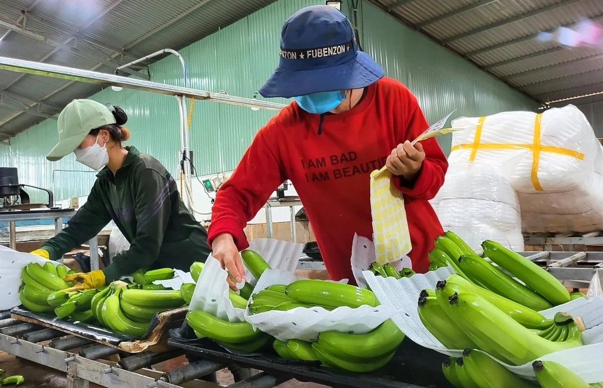 Banana products are now present in many countries around the world. Photo: Tuan Anh.