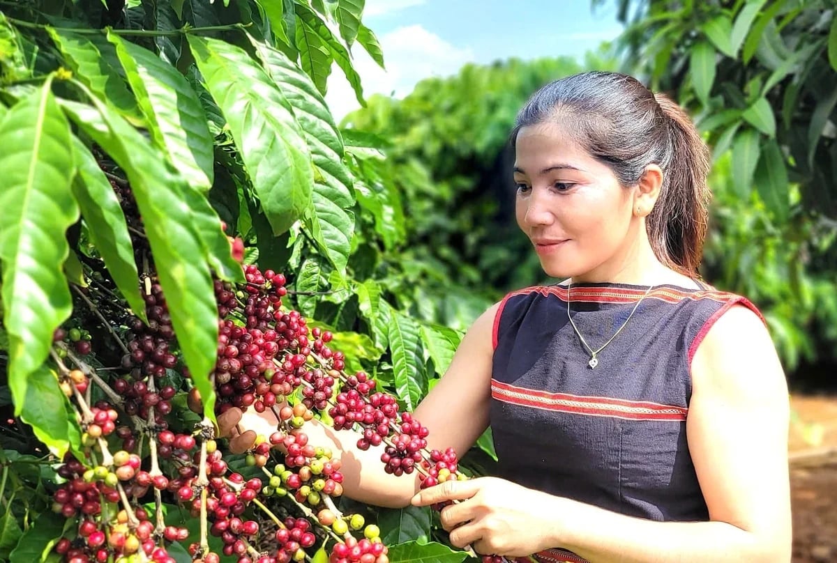 Coffee is Gia Lai province’s key crop, covering more than 109,000 hectares. Photo: Tuan Anh.