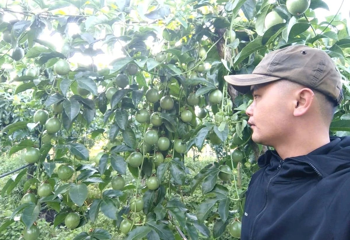Passion fruit cultivation areas continue to expand. Photo: Tuan Anh.