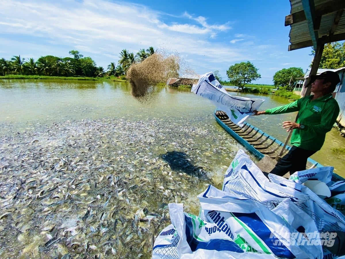Pangasius farmers feed fish at ponds in the Mekong Delta, a stage prone to losses if not managed effectively. Photo: Le Hoang Vu.