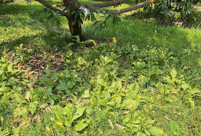 Broccoli grown around durian roots has the effect of absorbing cadmium, helping to detoxify the soil. Photo: Southern Fruit Tree Institute