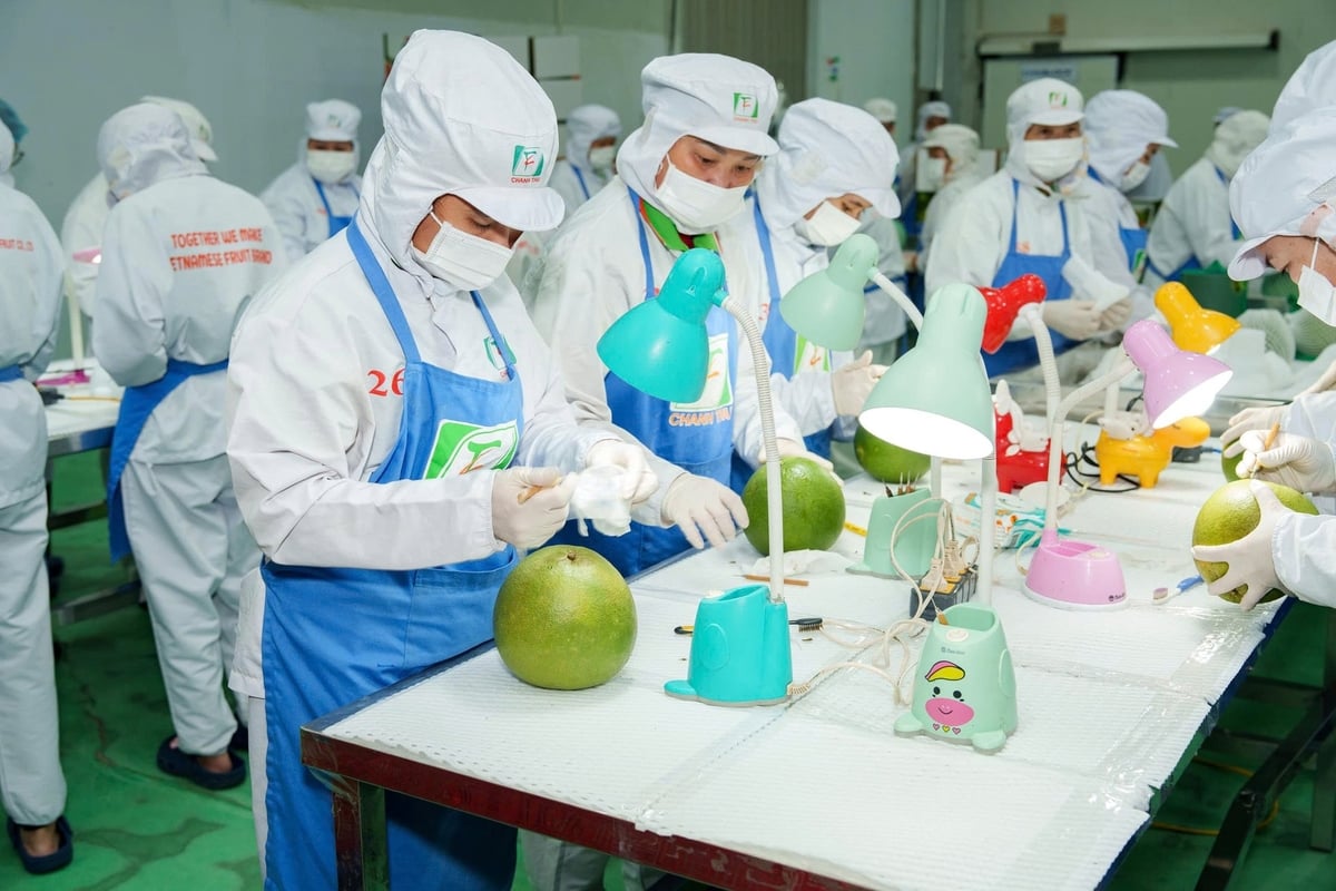 Workers processing and grading pomelo at a packaging facility for export. Photo: Viet Huong. Workers processing and grading pomelo at a packaging facility for export. Photo: Viet Huong.