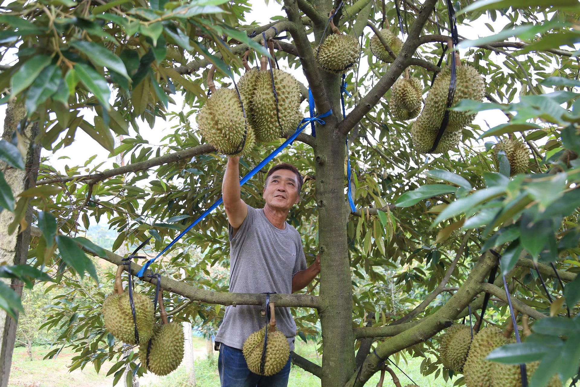 Durian is among the agricultural products expected to expand its export market in Lam Dong. Photo: Pham Hoai.