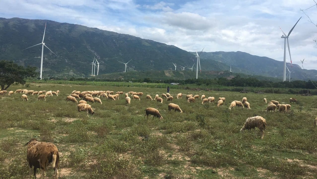Sheep farming in the former Ninh Thuan Province area of Khanh Hoa Province. Photo: Kim So.