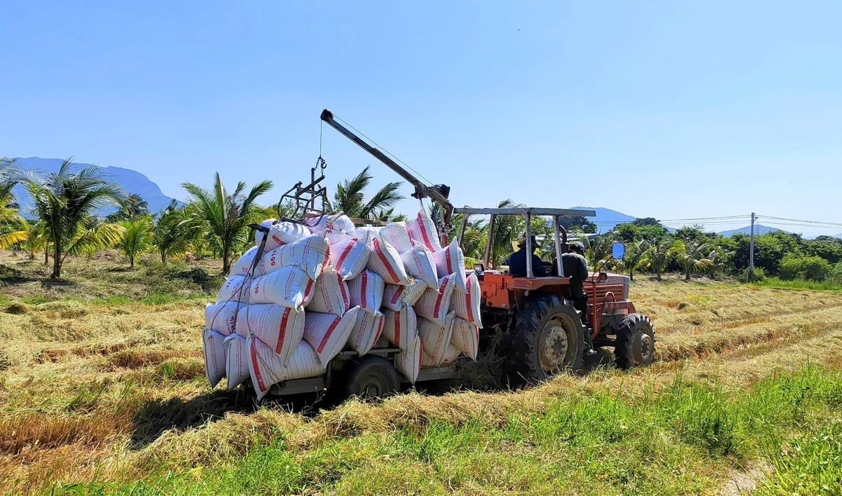 Two young men in Cam Lam have invented a rice-lifting attachment that helps ease farmers' workload. Photo: KS.