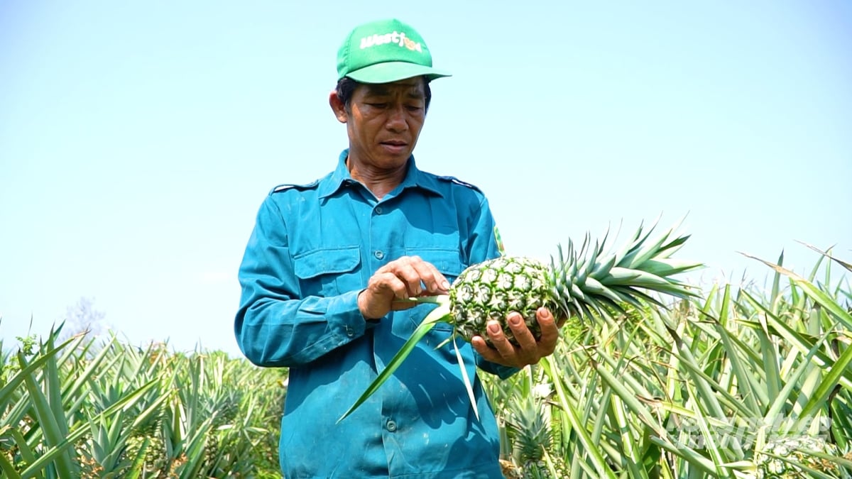 Farmers in Hoa Luu Commune are confident in cultivating MD2 pineapple thanks to its strong growth performance and resilience. Photo: Van Vu.