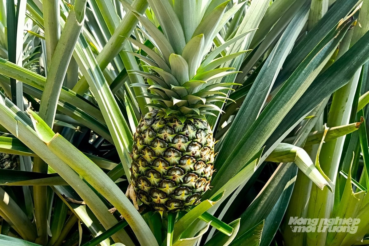 MD2 pineapple is being cultivated in several specialized growing areas in Can Tho City and has demonstrated strong adaptability to the impacts of climate change. Photo: Van Vu.