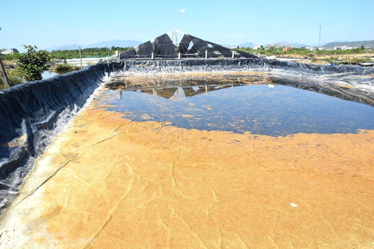 Mr. Hy's intensive shrimp ponds have been left empty this season due to fears of further losses. Photo: V.D.T. Mr. Hy's intensive shrimp ponds have been left empty this season due to fears of further losses. Photo: V.D.T.