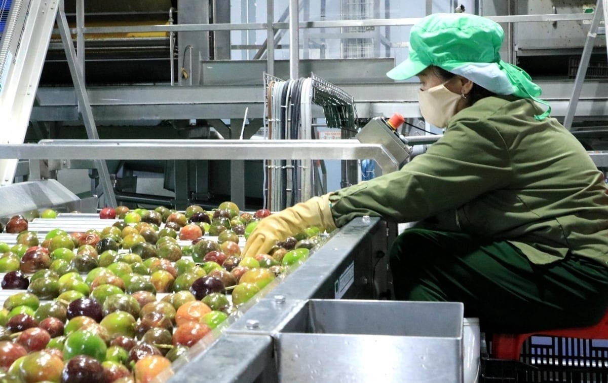 Passion fruit being pre-processed before entering the processing line at Truong Hoang Lam Dong’s plant. Photo: Son Trang.