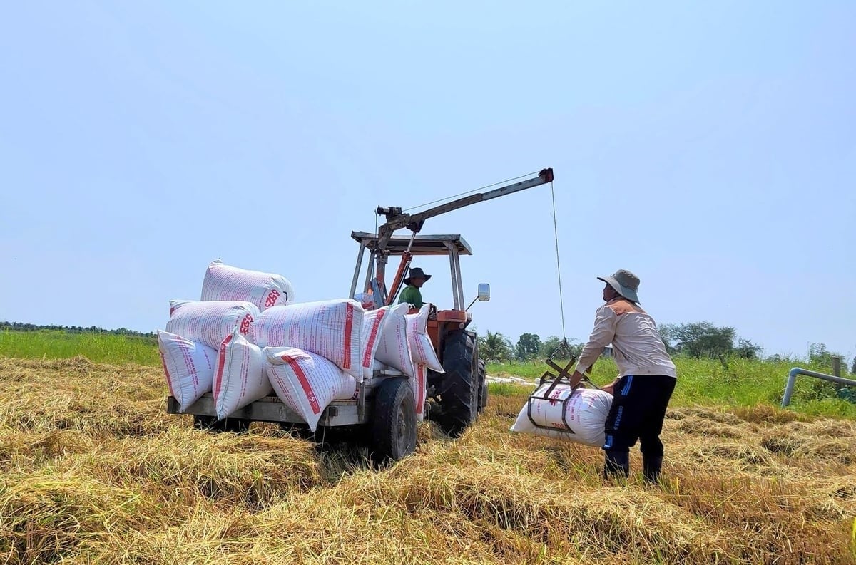 Operating the machine requires close coordination between the tractor operator, who controls the rear lifting system, and a worker accompanying the machine in the field. Photo: KS.