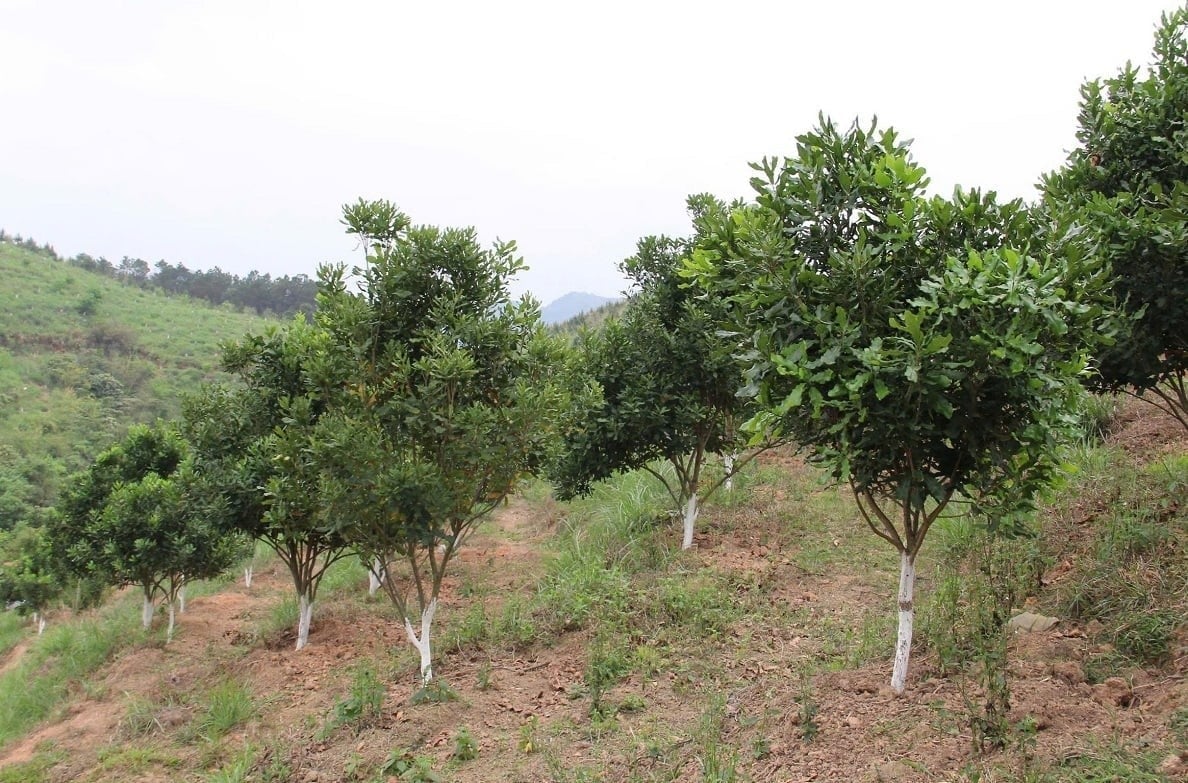 The macadamia growing area in Lang Son is being expanded in line with a strategy to form concentrated raw material zones serving processing and consumption activities. Photo: Hoang Nghia.