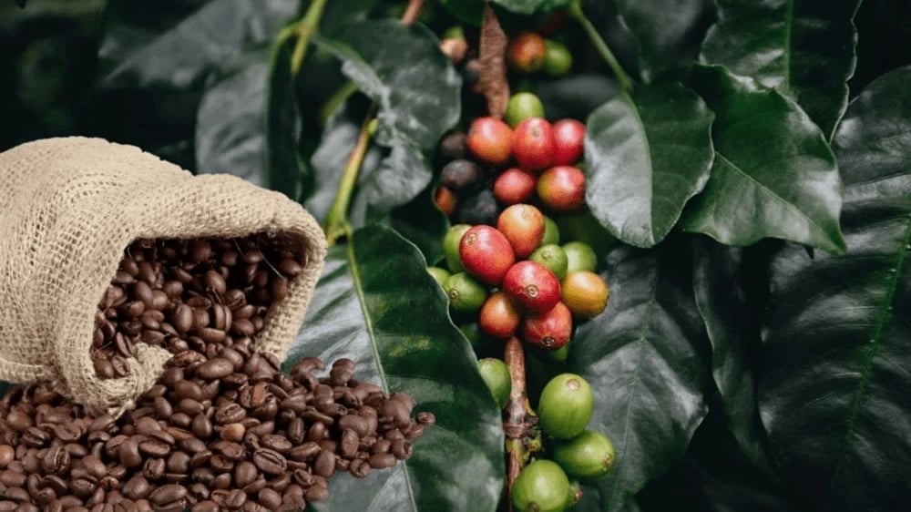 Businesses need to promote processed coffee products, build brands, and expand modern distribution channels to increase export value and competitiveness in the Malaysian market. Illustrative photo.