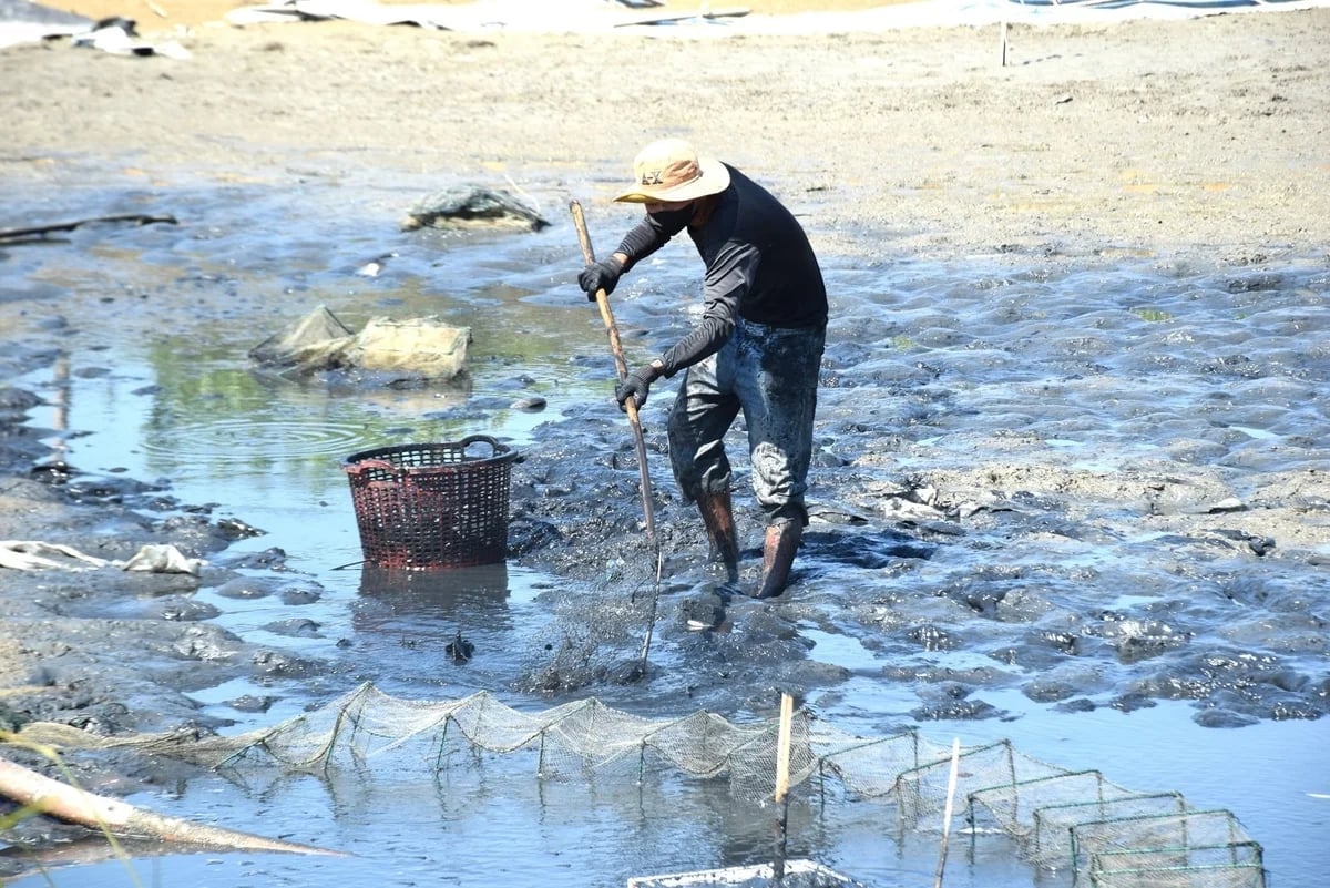 For the second crop of 2026, Mr. Duong Thanh Hy is converting one of his ten ponds to extensive shrimp farming. Photo: V.D.T. For the second crop of 2026, Mr. Duong Thanh Hy is converting one of his ten ponds to extensive shrimp farming. Photo: V.D.T.