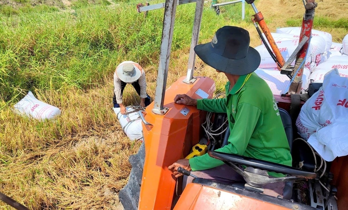 The machine has effectively replaced manual loading labor. Photo: KS.