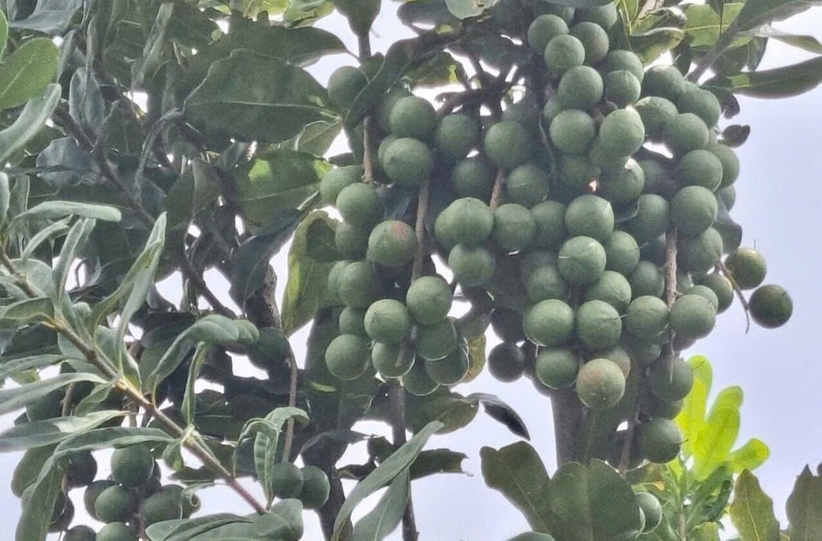 Macadamia grown in Lang Son produces stable yields, laying a foundation for developing it into a high-value economic sector. Photo: Hoang Nghia.