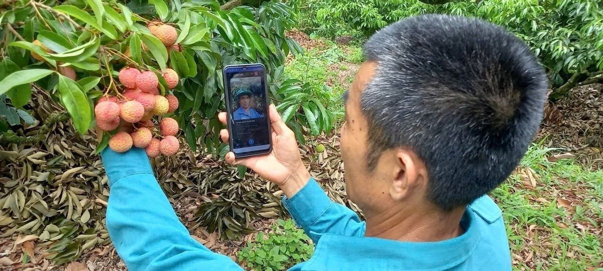 Mr. Vu Van Men's household has officially become the first farmer household in Bac Ninh Province to simultaneously apply Blockchain technology and GS1 standards for the traceability of exported Thieu lychees. Photo: Pham Minh.