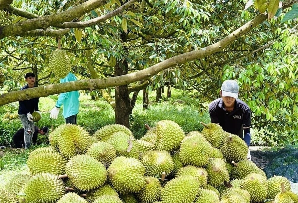Farmers in Truong Thanh Commune harvest durian. The locality currently has approximately 2,300 hectares under durian cultivation, with more than 1,600 hectares in active production delivering increasingly export-standard quality. Photo: Le Hoang Vu.