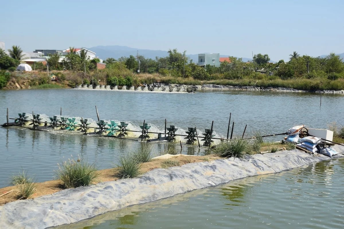 Only a small number of ponds in Vinh Quang 2 Hamlet are currently stocked and operating. Photo: V.D.T. Only a small number of ponds in Vinh Quang 2 Hamlet are currently stocked and operating. Photo: V.D.T.