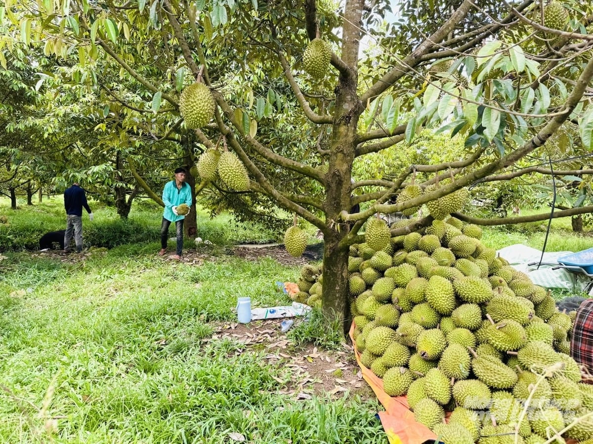 Harvesting durian in a specialized production area of Dong Thap. Durian is currently the province’s leading fruit commodity, making a significant contribution to production value and exports. Photo: Le Hoang Vu. Harvesting durian in a specialized production area of Dong Thap. Durian is currently the province’s leading fruit commodity, making a significant contribution to production value and exports. Photo: Le Hoang Vu.