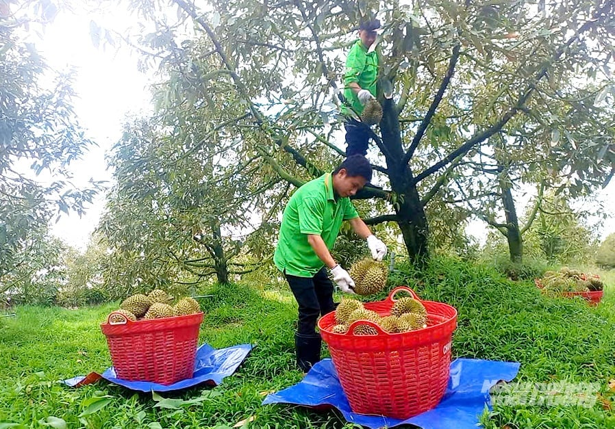 Farmers harvest durian in a specialized production area in Can Tho city. Photo: Le Hoang Vu.
