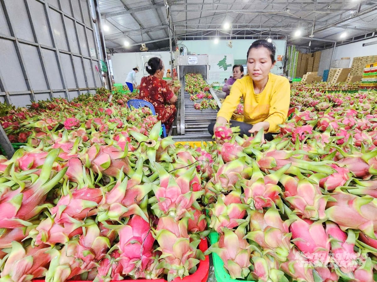 Workers sort and prepare dragon fruit at a collection and packing facility for domestic distribution and export, contributing to higher value creation in Dong Thap’s fruit sector. Photo: Le Hoang Vu. Workers sort and prepare dragon fruit at a collection and packing facility for domestic distribution and export, contributing to higher value creation in Dong Thap’s fruit sector. Photo: Le Hoang Vu.