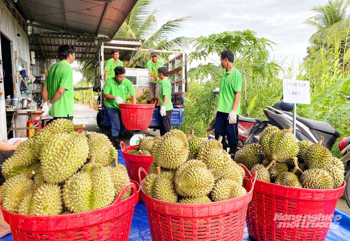 Chanh Thu Fruit Import-Export Group purchases durian directly from orchards in Tan Thoi commune, helping stabilize market outlets and enhance the value of the local durian industry. Photo: Le Hoang Vu.