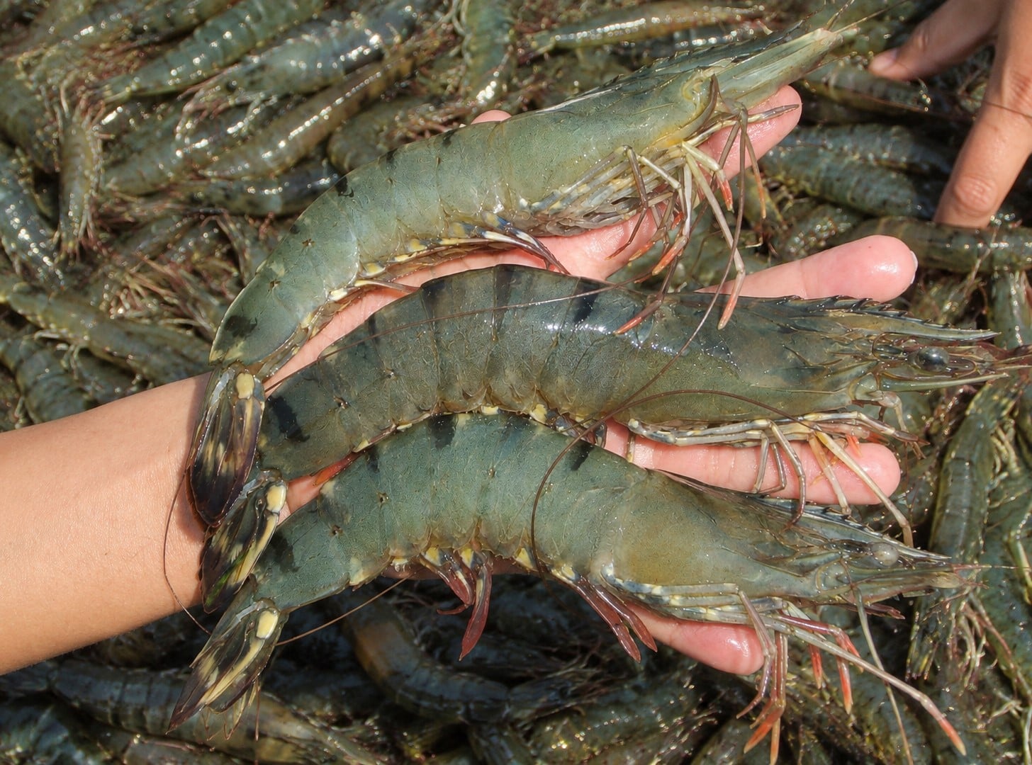 ASC-certified eco-farmed shrimp is not only a clean and safe product but also one that carries environmental, social, and livelihood value for farming communities. Photo: Trung Chanh. ASC-certified eco-farmed shrimp is not only a clean and safe product but also one that carries environmental, social, and livelihood value for farming communities. Photo: Trung Chanh.