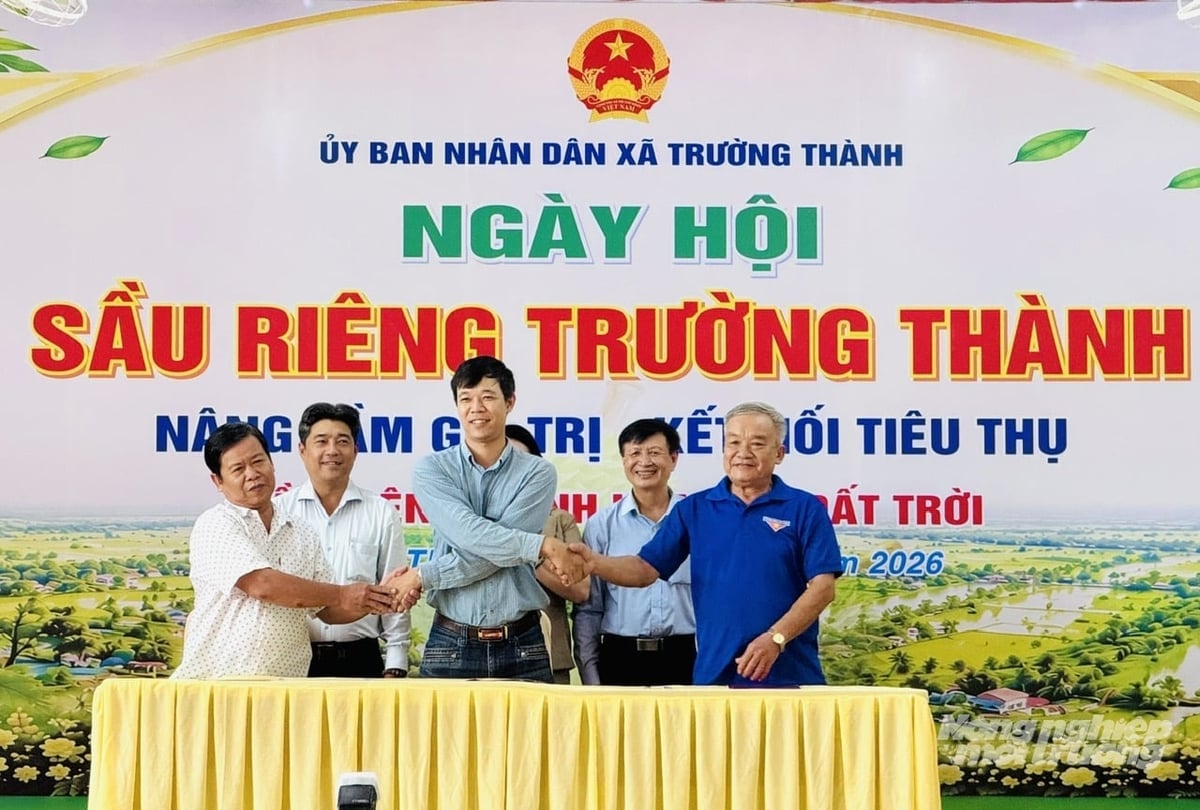 Representatives of cooperatives and enterprises sign cooperation agreements for durian product consumption linkages at the festival. Photo: Le Hoang Vu.