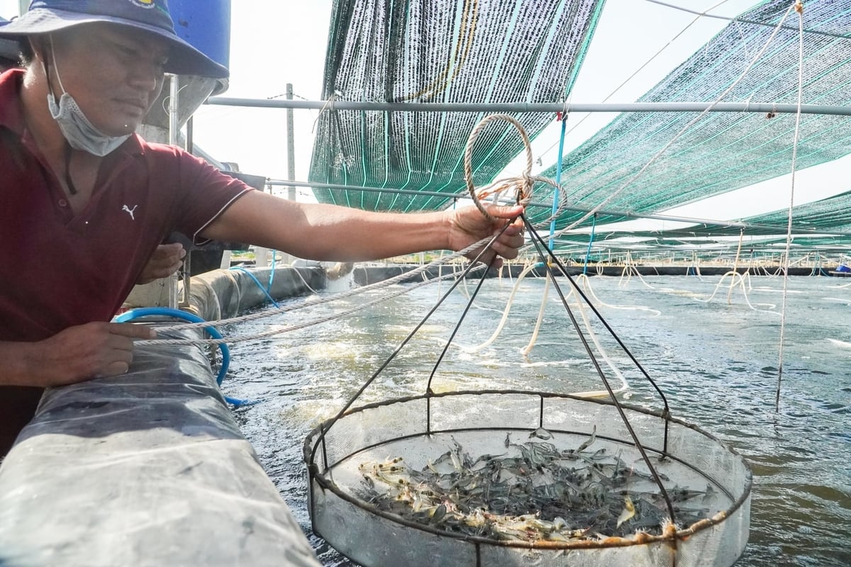 Shrimp farmers are facing immense pressure from the sharp decline in farm-gate shrimp prices. Photo: Kim Anh.