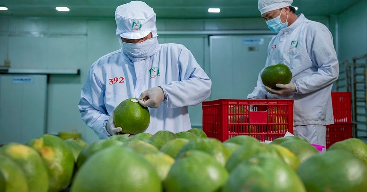 Vietnamese pomelo presents significant opportunities for export market expansion. Photo: VAN.
