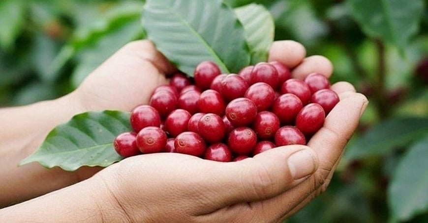 Vietnam’s coffee exports reached 927,300 tons worth USD 4.23 billion in the first five months of 2026. Photo: NNMT. Vietnam’s coffee exports reached 927,300 tons worth USD 4.23 billion in the first five months of 2026. Photo: NNMT.