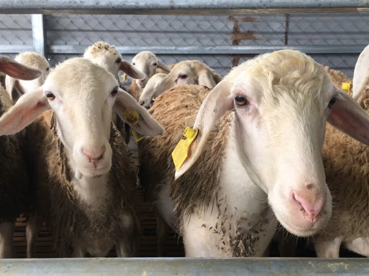Khanh Hoa Province is regarded as Viet Nam’s sheep-farming capital. Photo: Kim So.