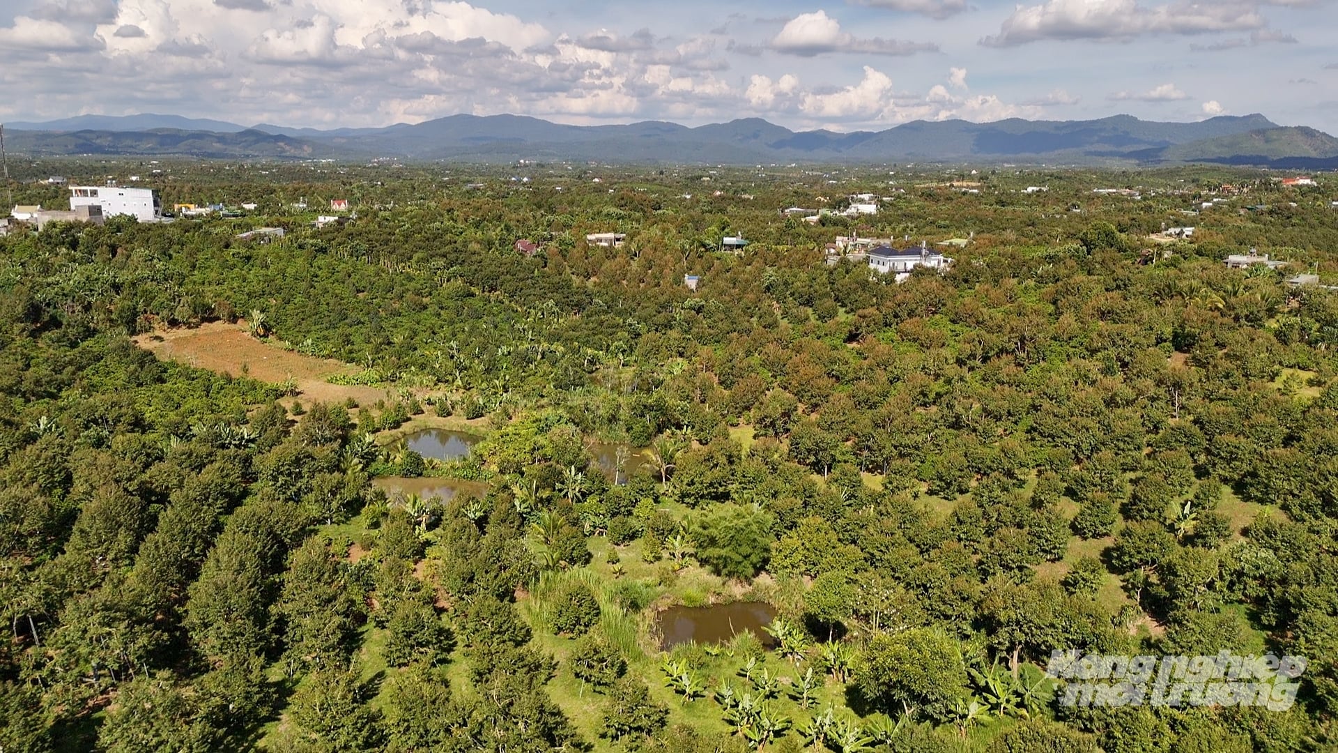 Durian-growing areas in Lam Dong are being standardized to meet export requirements. Photo: Nhat Tien.