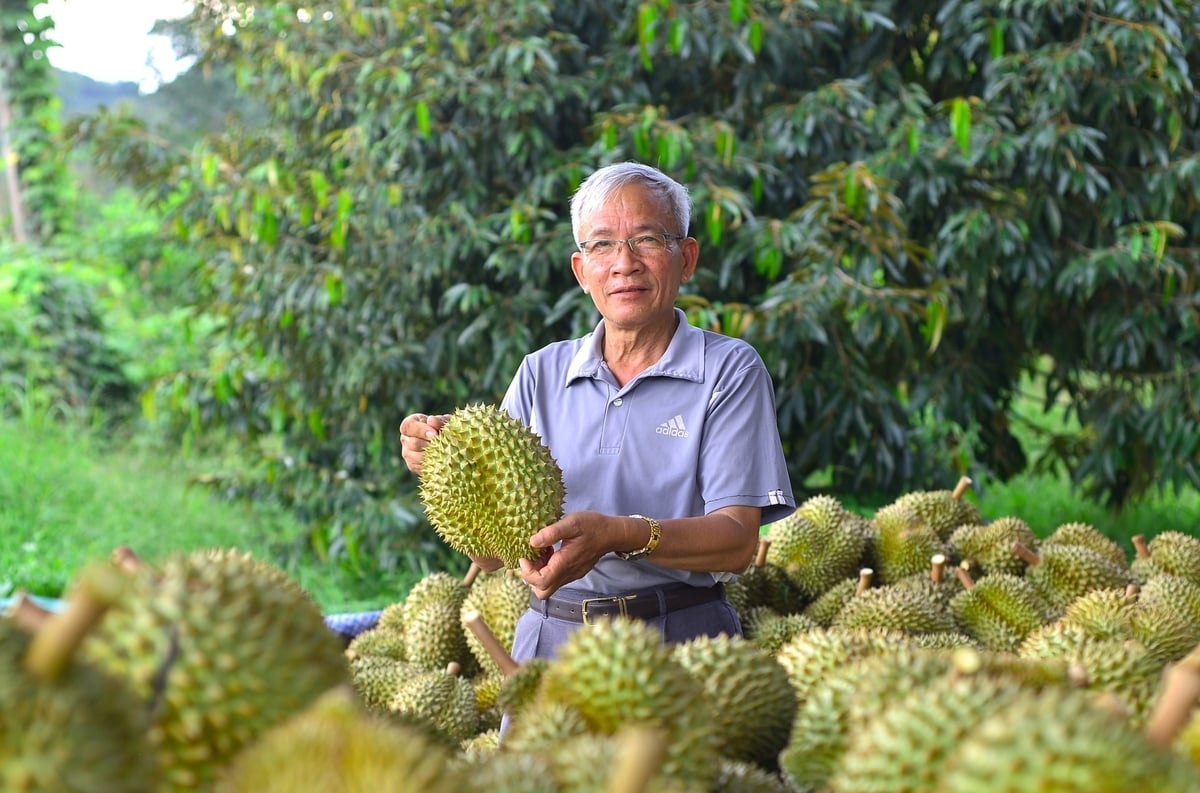 Mr. Nguyen Thanh Son believes that many growers still do not fully understand the role of growing area codes in the durian export value chain. Photo: Nhat Tien.