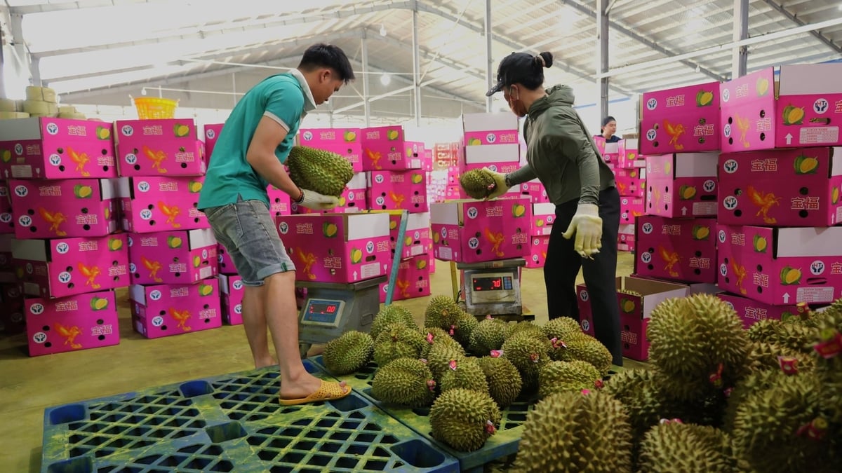 Lam Dong is tightening the management of growing area codes to sustain durian exports to China, its key export market. Photo: Nhat Tien.