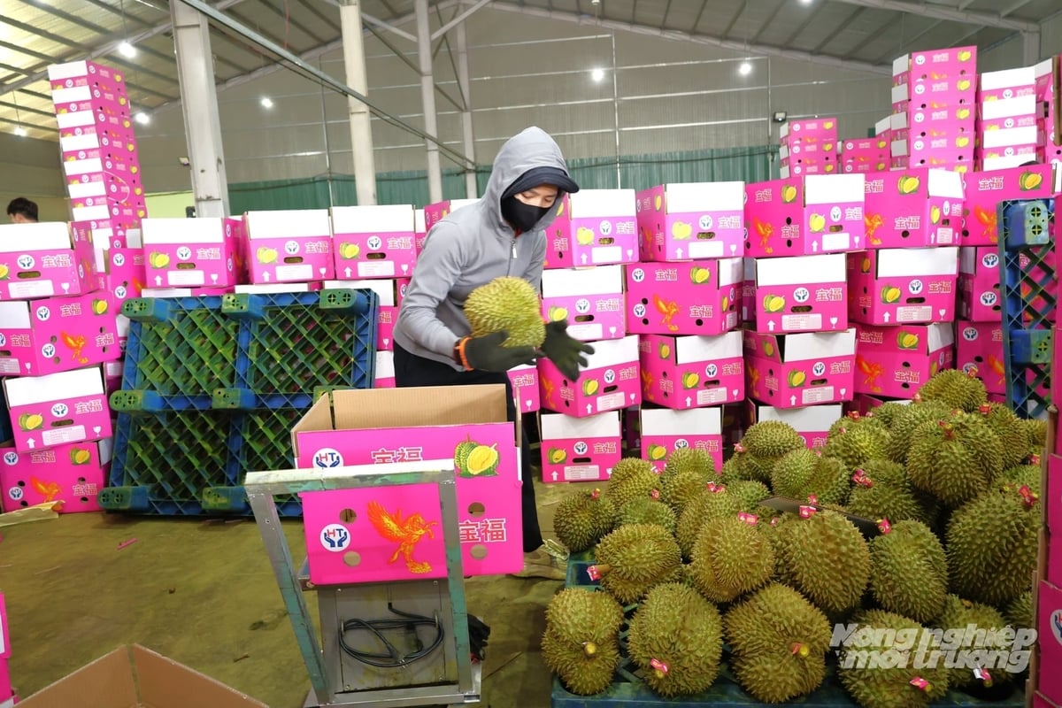 Requirements related to growing area codes, packing facility codes, and traceability are being enforced more rigorously for durian exports. Photo: Nhat Tien.