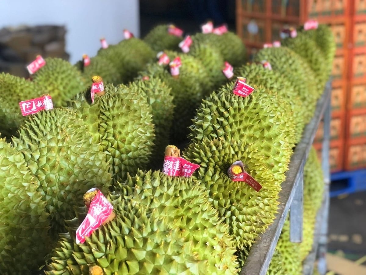 Vietnam's total fruit and vegetable export turnover for the first five months of the year is estimated at approximately 2.98 billion USD, up 29.4% from the same period in 2025. Photo: VAN.