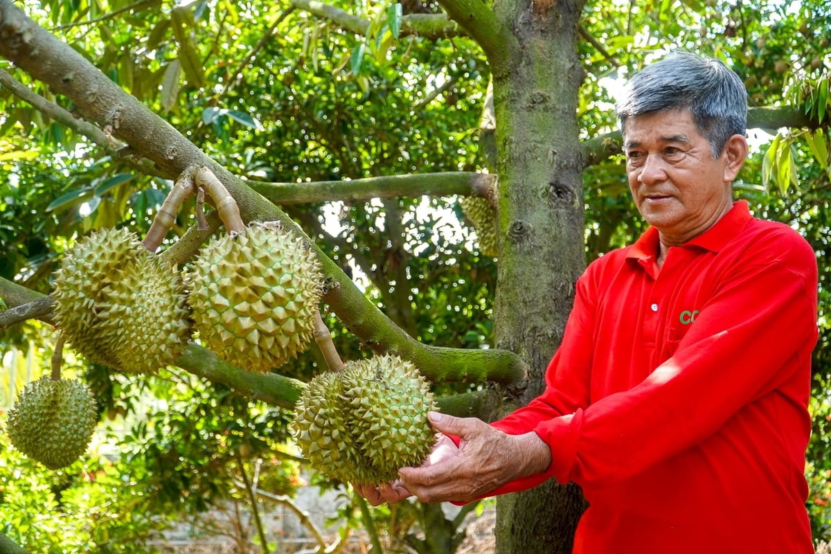 Fruit production is a key sector contributing to Can Tho’s goal of increasing added value and promoting sustainable agricultural development. Photo: Kim Anh.