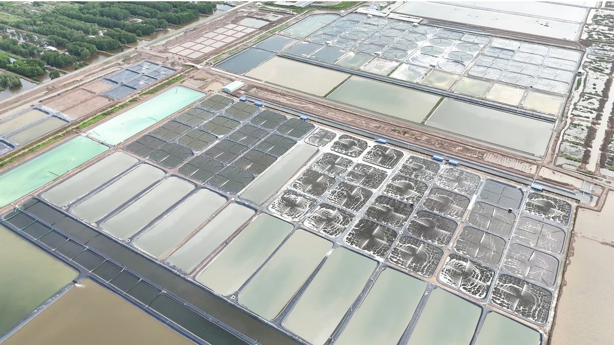 At GrowMax’s high-tech shrimp farms across Viet Nam, hundreds of engineers and specialists are continuously researching new solutions with the ultimate goal of helping farmers produce more efficiently and sustainably. Photo: PN.