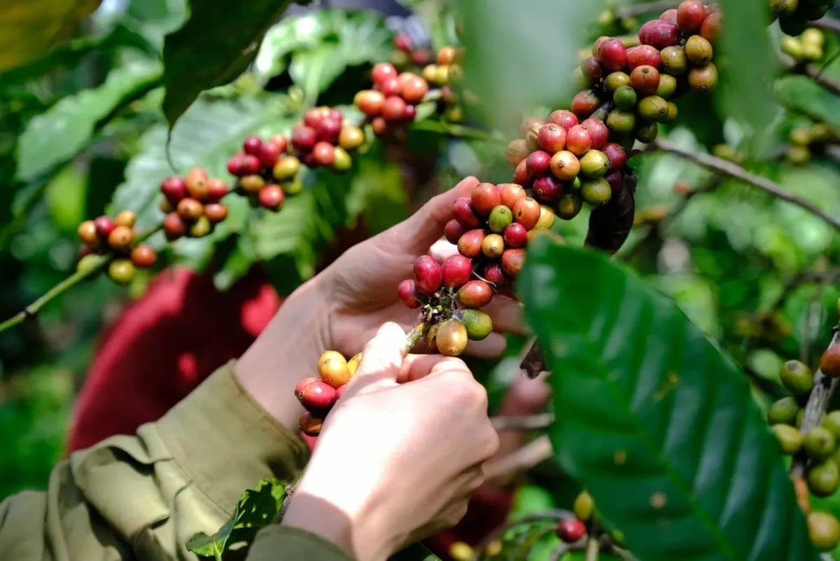 Coffee prices on June 24, 2026: Arabica prices surge sharply. Coffee prices on June 24, 2026: Arabica prices surge sharply.